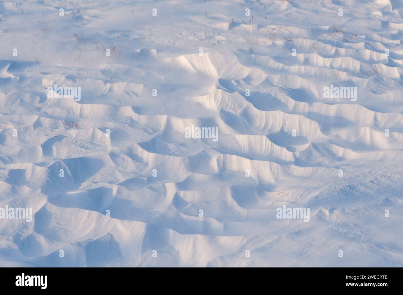 Piccole gocce di neve causate da venti di tormenta, 1002 pianure costiere dell'Arctic National Wildlife Refuge, Alaska Foto Stock