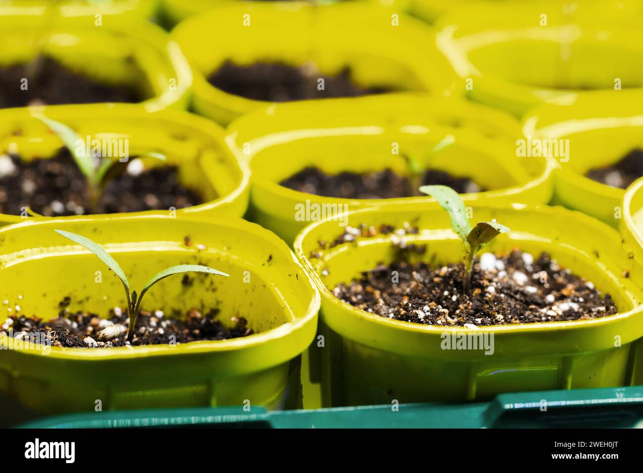 I germogli di semi crescono in vasi di plastica gialli, foto ravvicinata con messa a fuoco morbida selettiva Foto Stock