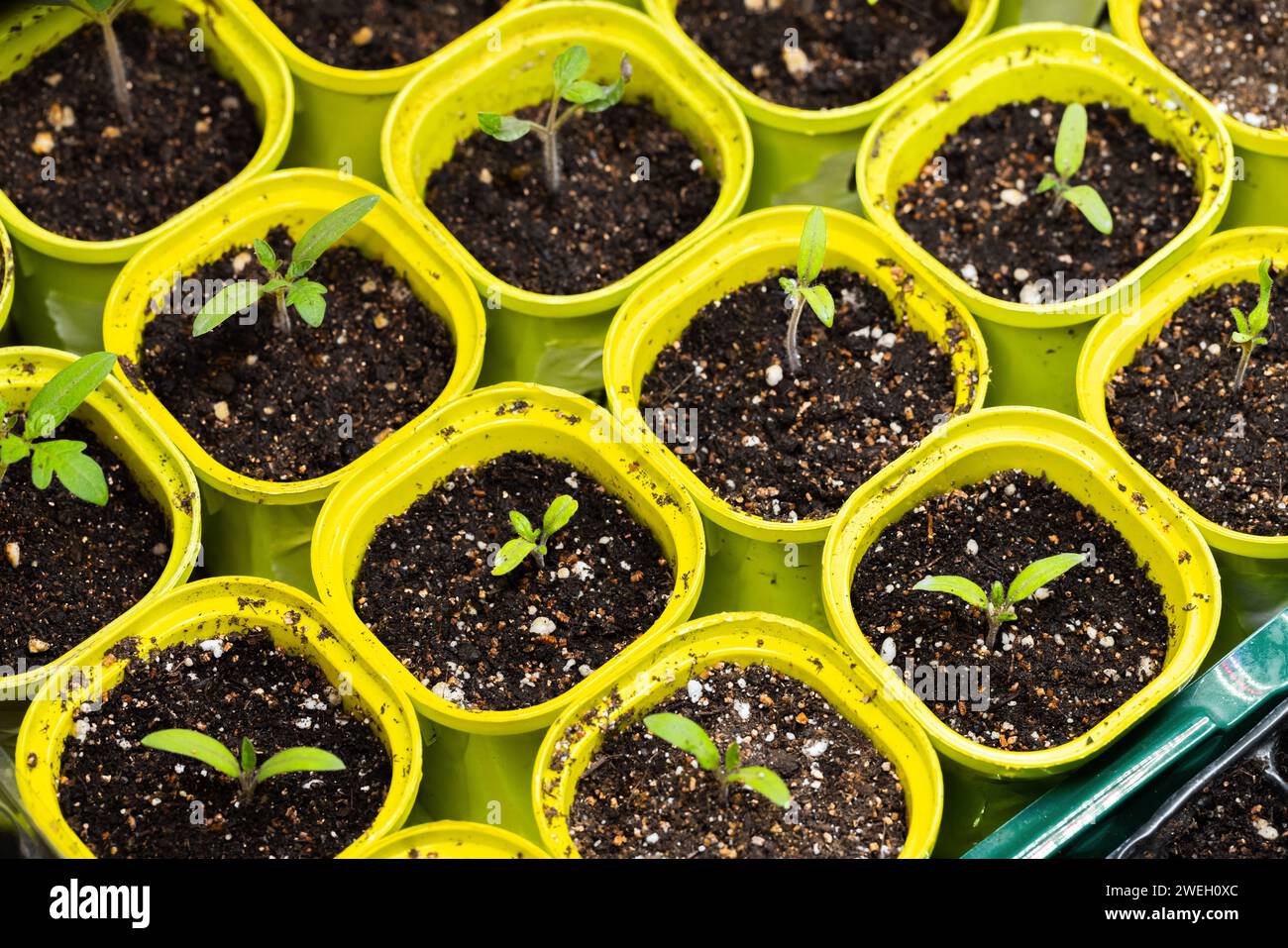 I germogli di semina sono in vasi di plastica gialli, vista dall'alto ravvicinata Foto Stock