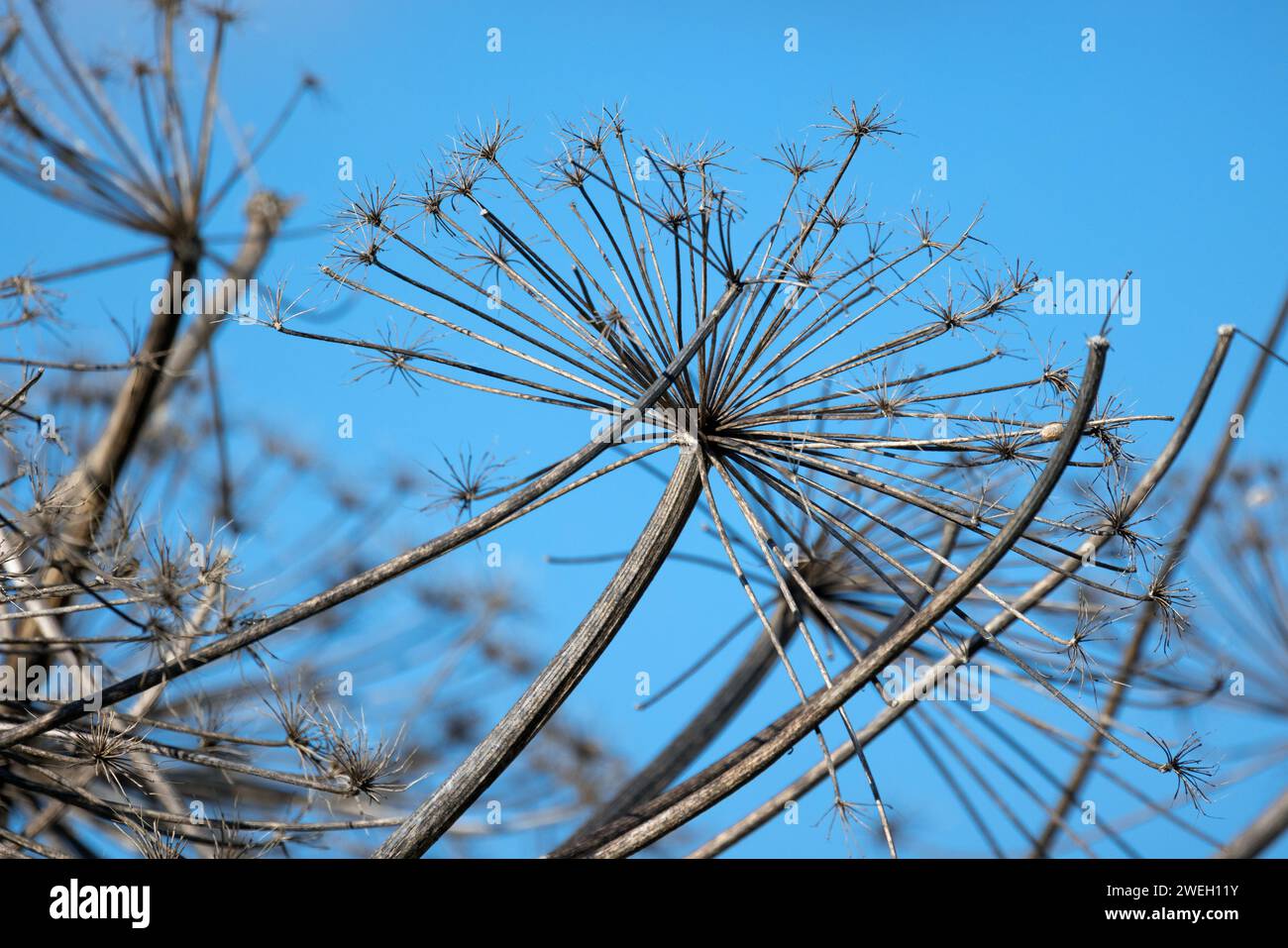 Fiori di sambuco in terra asciutta sotto il cielo blu in un giorno d'inverno, foto astratta naturale di sfondo. Aegopodium podagraria Foto Stock