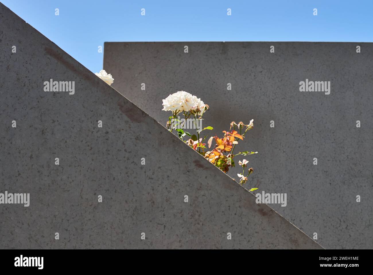Fiori che fioriscono da una parete bianca incontaminata sullo sfondo del cielo celeste Foto Stock