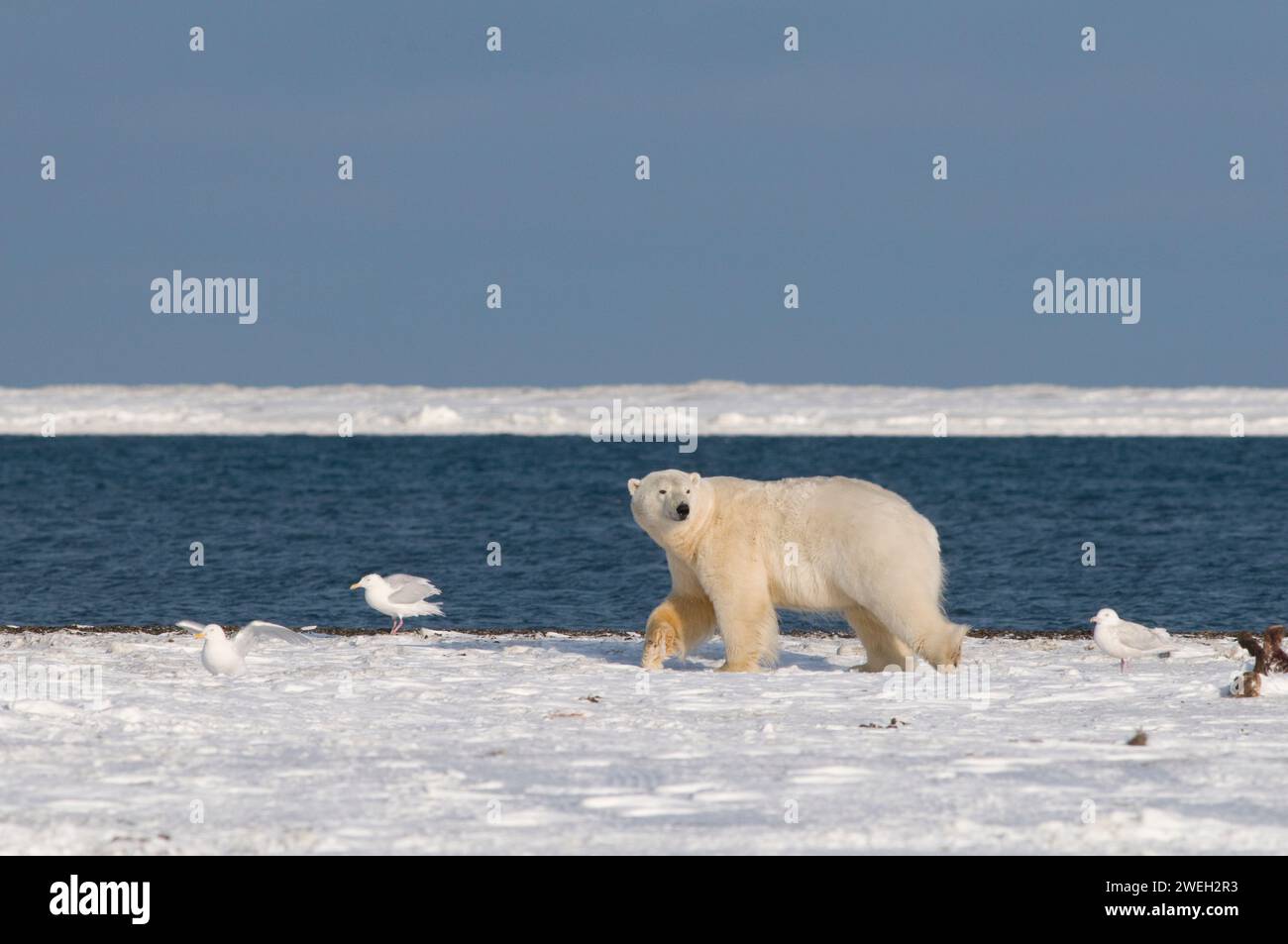 L'orso polare, Ursus maritimus, scrofa collata cerca cibo lungo la costa artica all'inizio dell'autunno 1002 nell'area dell'Arctic National Wildlife Refuge, Alaska Foto Stock