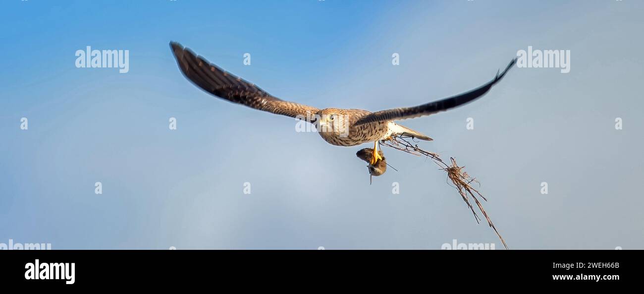 Falco tinnunculus vola e ha un topo tra gli artigli, la migliore foto Foto Stock