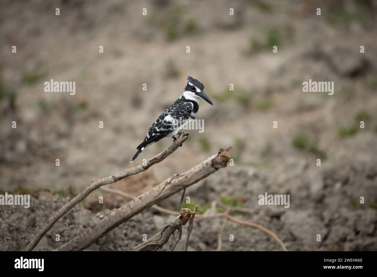 Pied kingfisher su un ramo Foto Stock