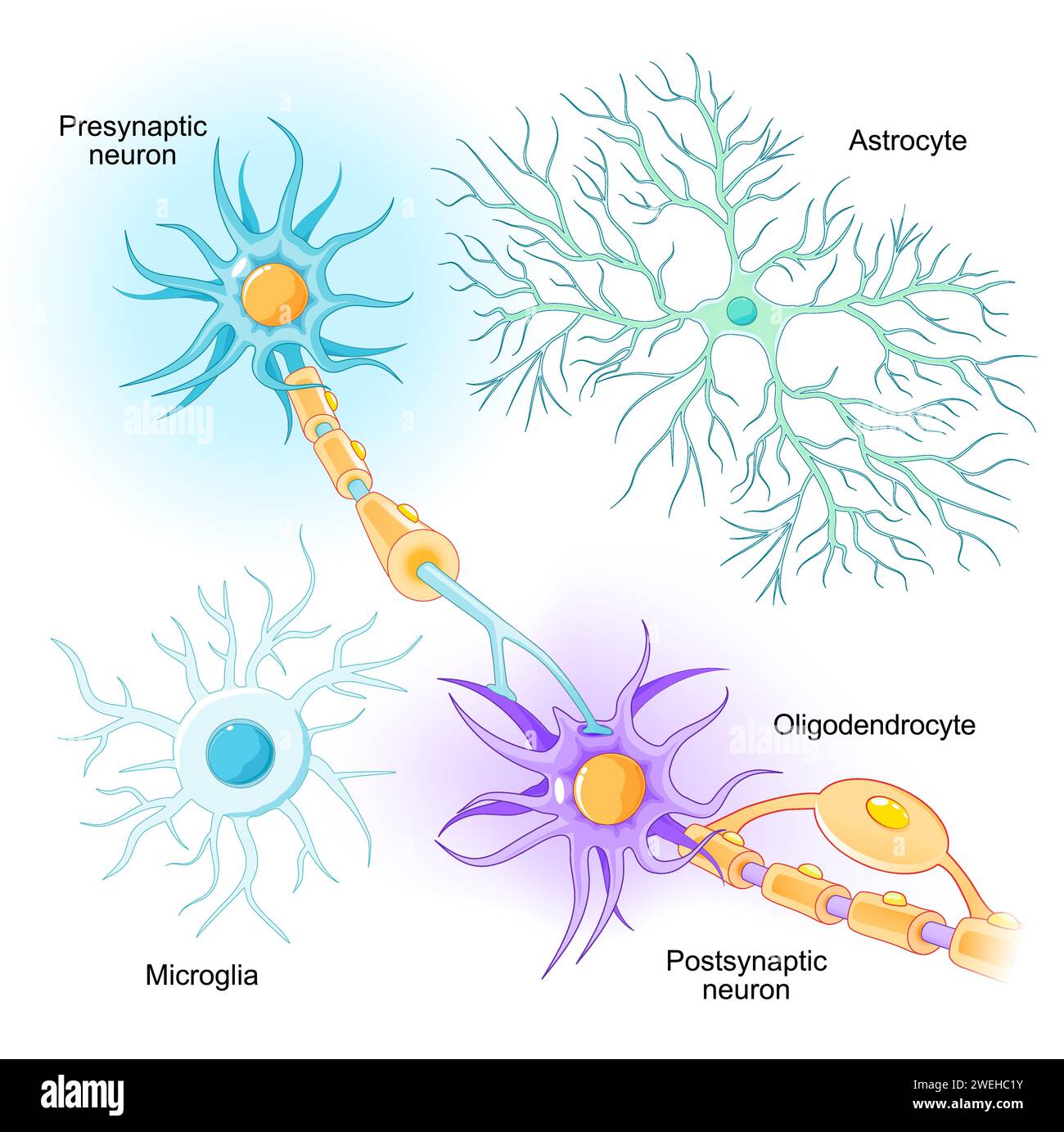 Posizione di neuroni e cellule gliali nel sistema nervoso centrale e nel sistema nervoso periferico. Microglia, oligodendrocyte e astrocyte da White e GR Illustrazione Vettoriale