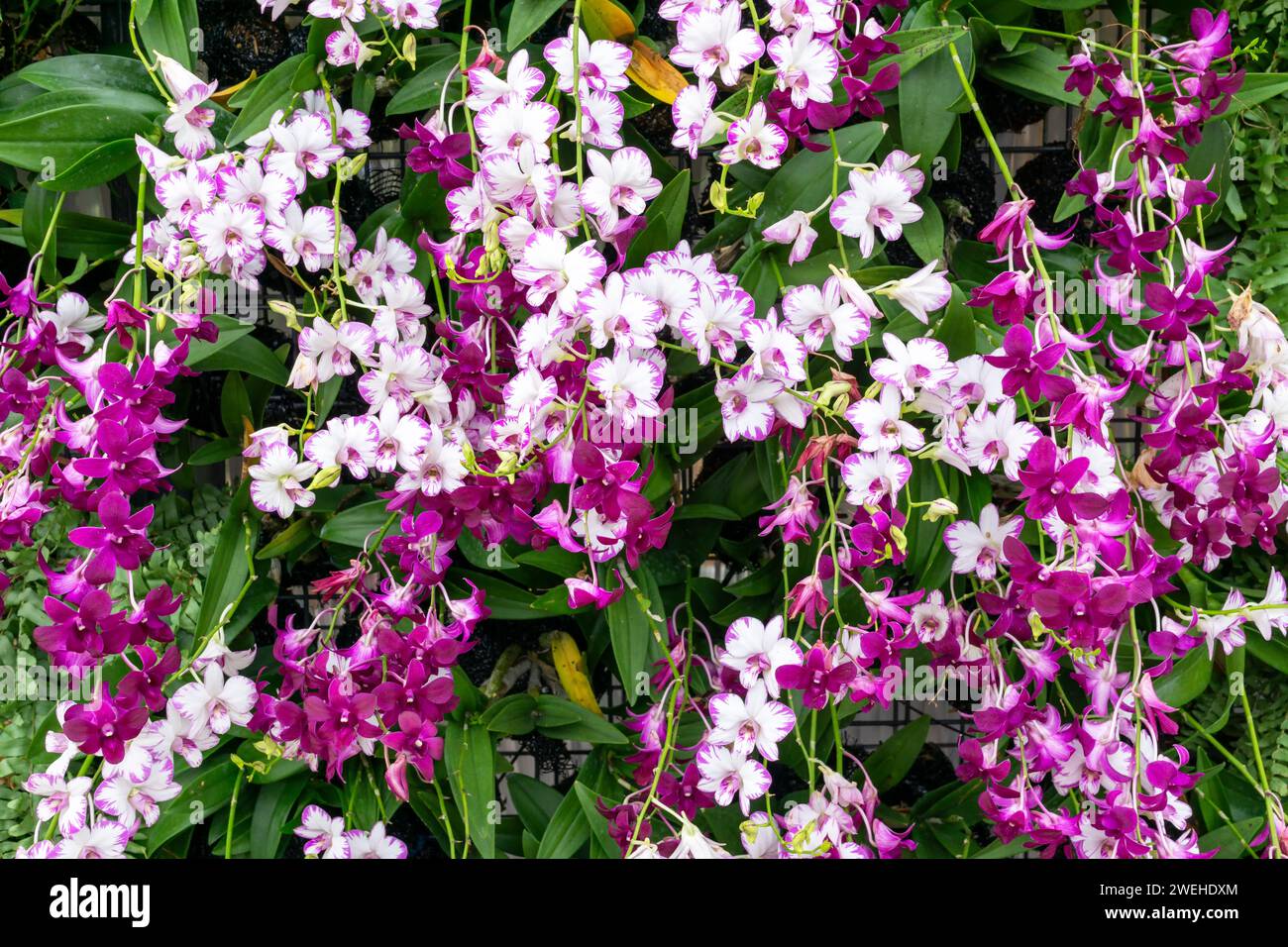 Living Wall con decorazioni orchidee Foto Stock