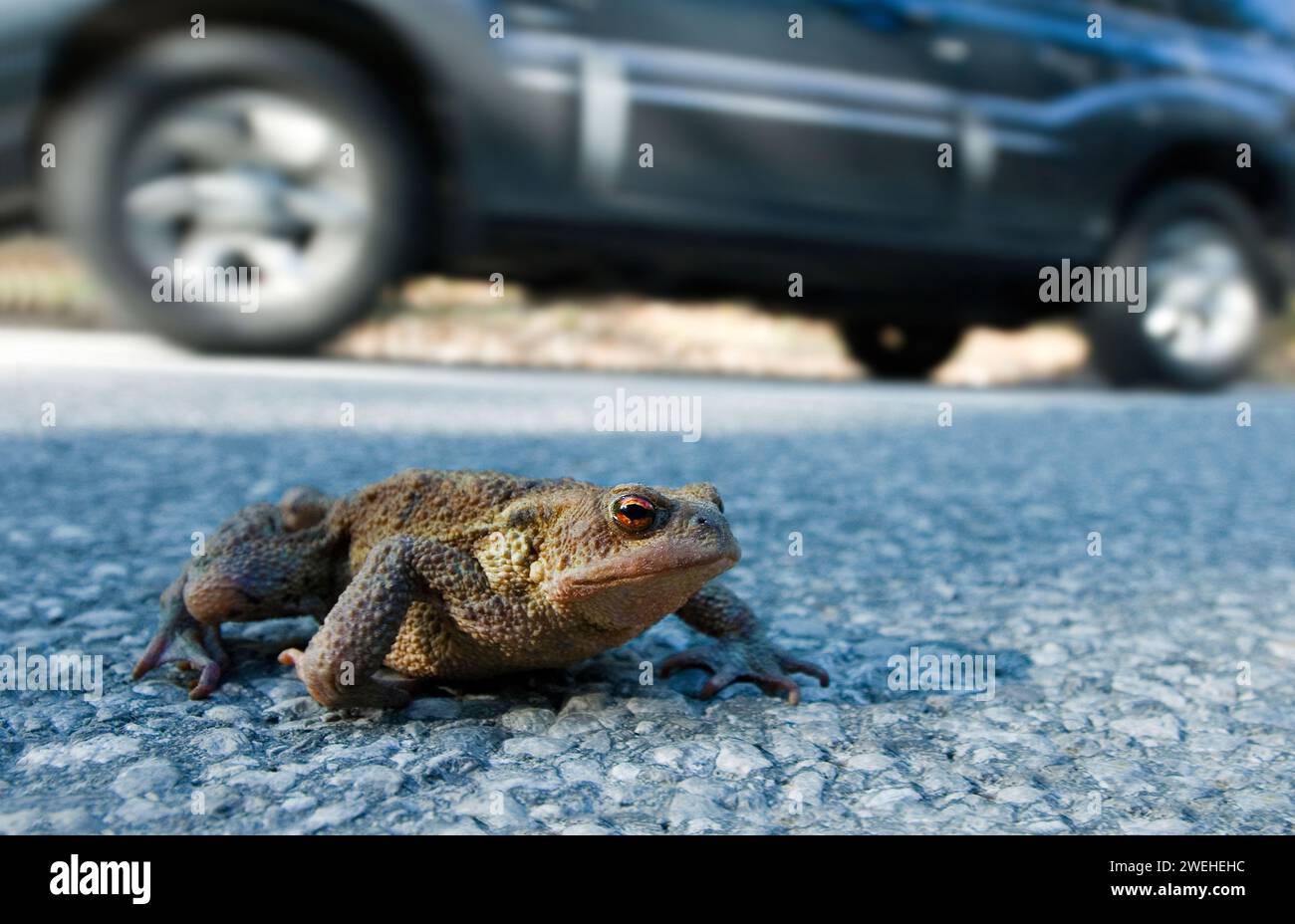 La migrazione del rospo, un rospo comune (Bufo bufo) attraversa la strada accanto a un'auto in movimento, tra Leutaschtal e Mittenwald, Baviera, Germania Foto Stock