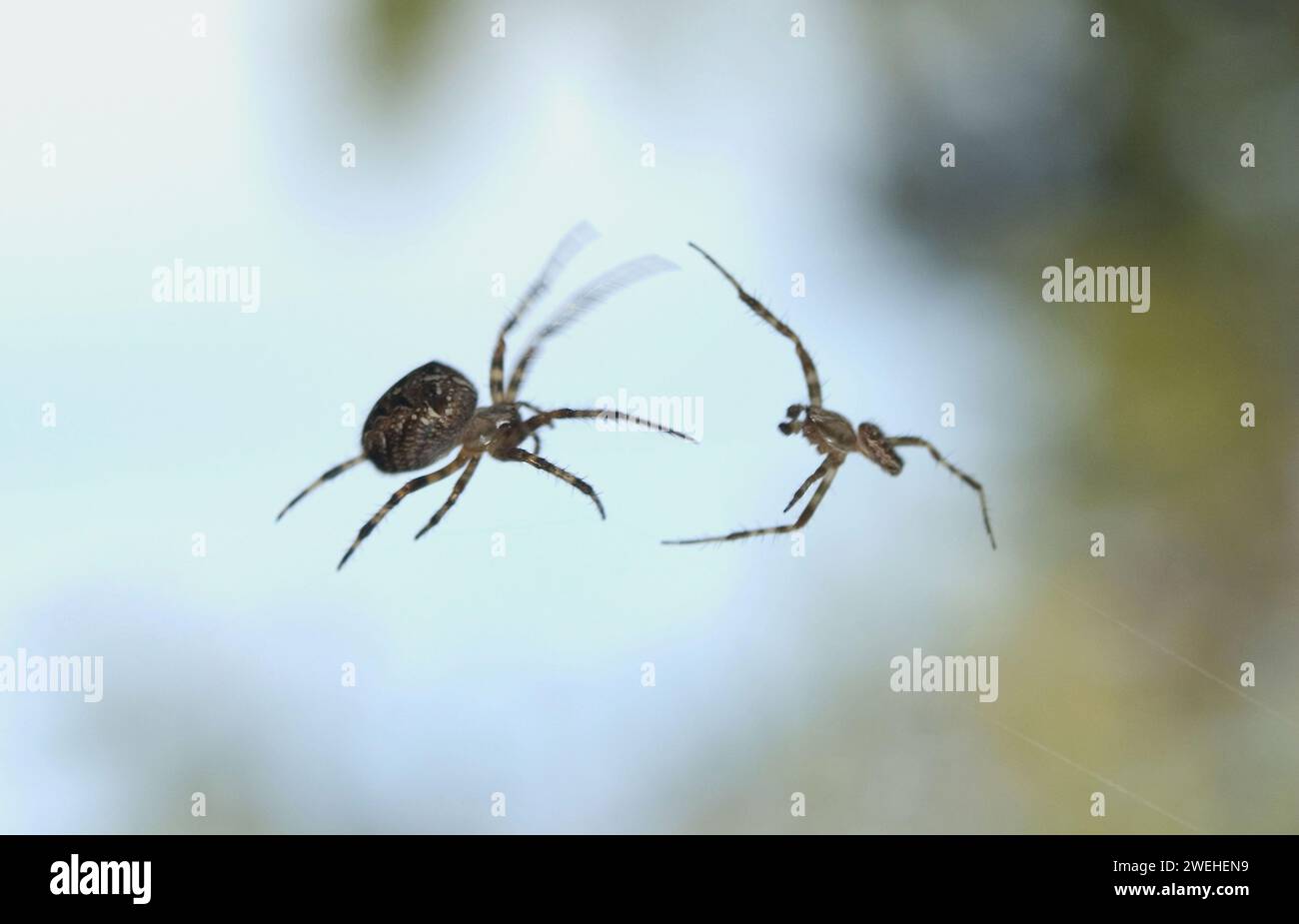 Un ragno da giardino maschile (Araneus diadematus) si avvicina ad un ragno da giardino femminile (Araneus diadematus) Foto Stock