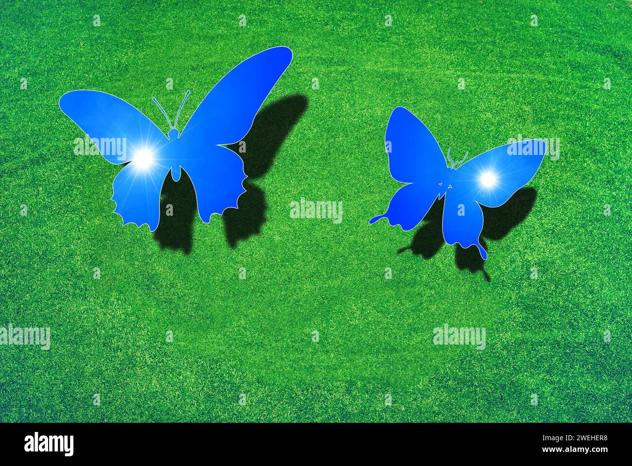 immagine di due farfalle con ali blu cielo che volano su un prato verde Foto Stock