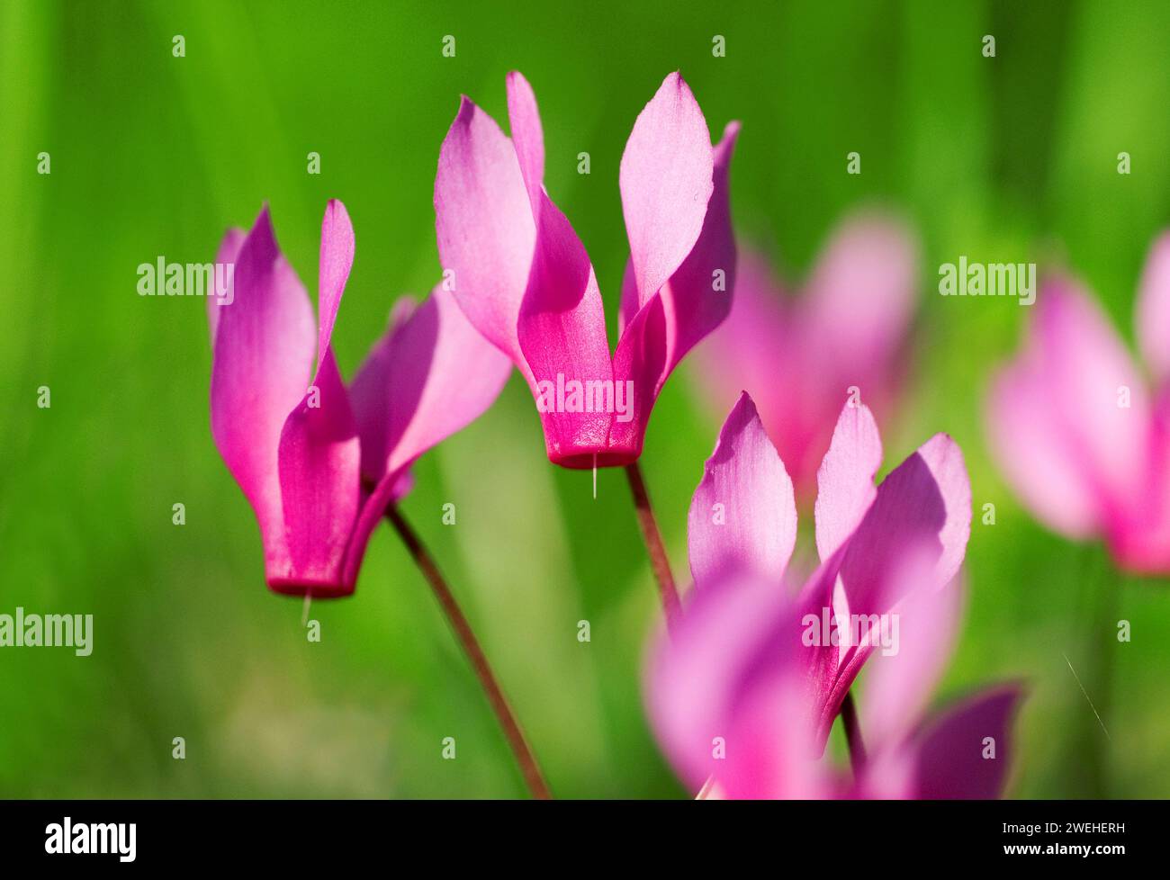 Il ciclamino viola, il pane di soia (ciclamino viola) in un prato verde Foto Stock