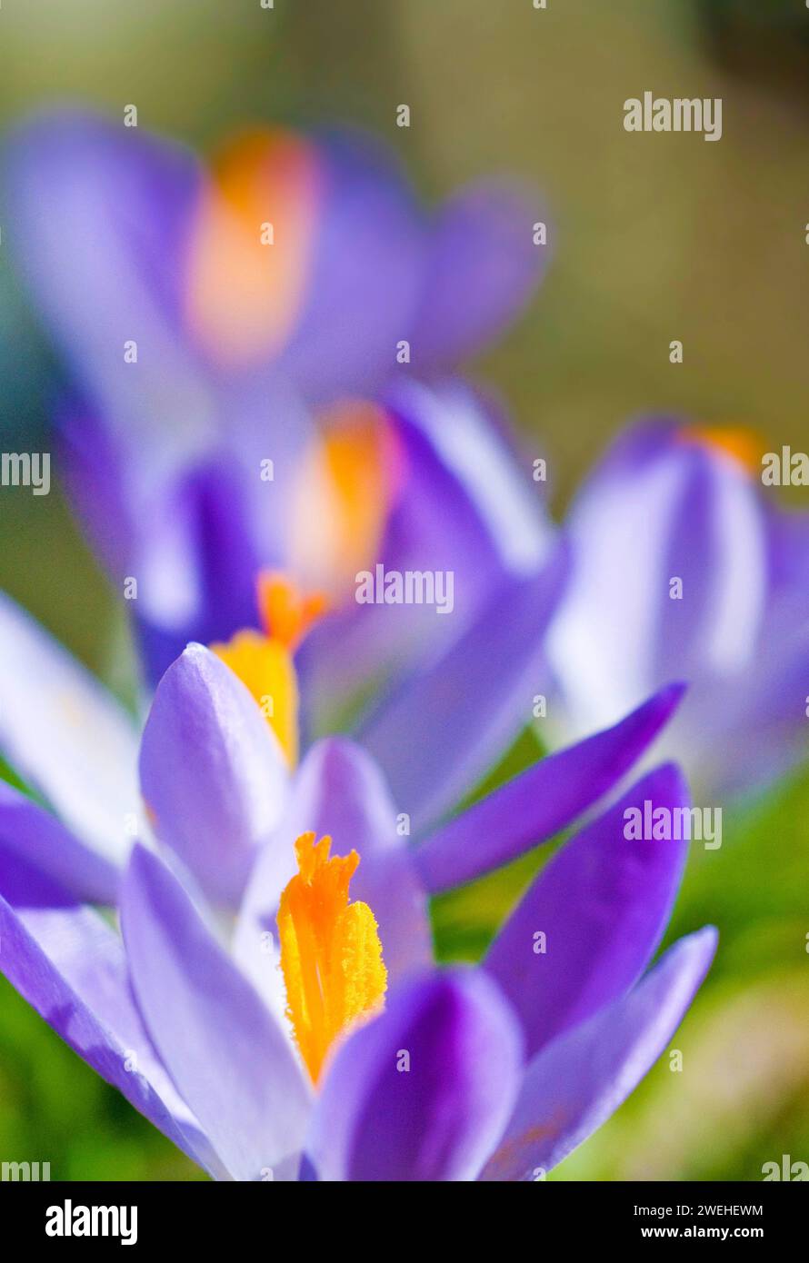 Primo piano di Spring Crocus (Crocus vernus) Foto Stock