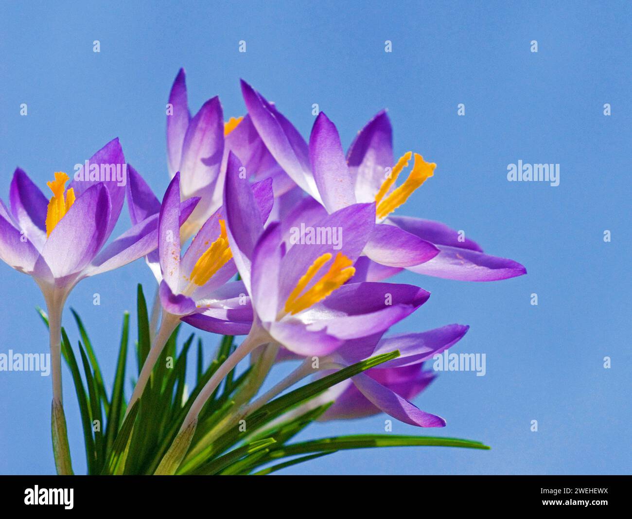 Primo piano di Spring Crocus (Crocus vernus) Foto Stock