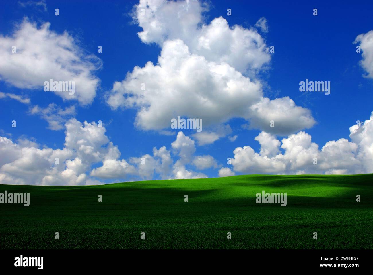 Nuvole bianche, Cumulus humilis, nel cielo blu sopra un campo di mais verde che sembra un prato, luci e ombre, macchie d'ombra Foto Stock