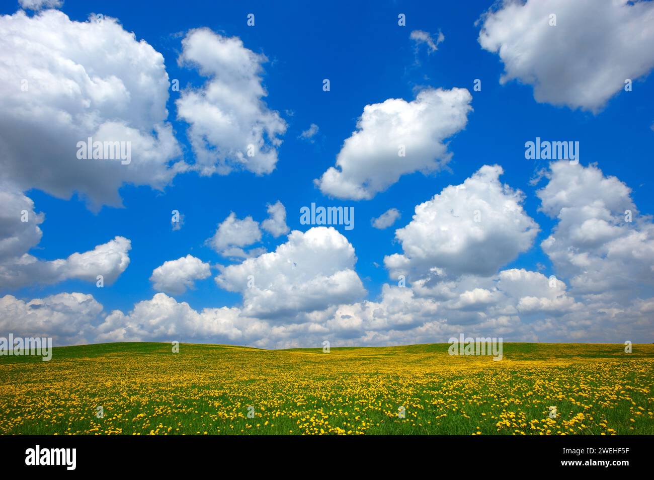 Nuvole bianche di bel tempo, Cumulus humilis, nel cielo blu sopra un prato giallo con leoni, Baviera Foto Stock