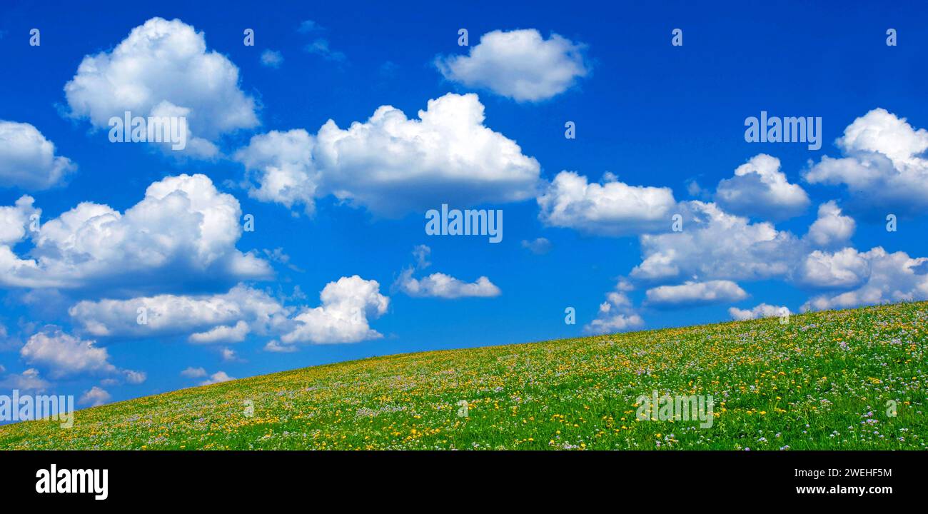 Nuvole bianche, Cumulus humilis, nel cielo blu sopra un prato di fiori, Steingaden, Baviera, Germania Foto Stock