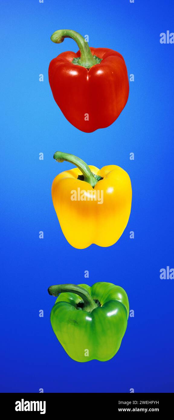 un peperone rosso, giallo e verde su sfondo blu Foto Stock
