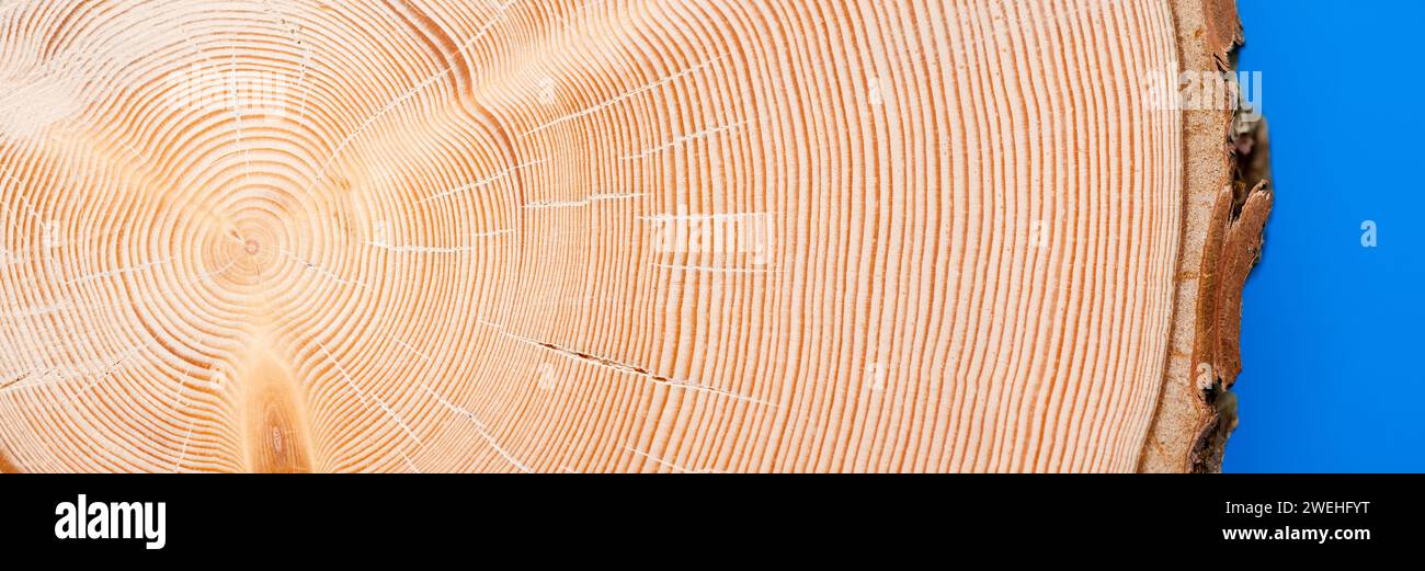 Sezione attraverso un tronco di abete rosso norvegese (picea abies) con circa 80 anelli annuali, primo piano Foto Stock