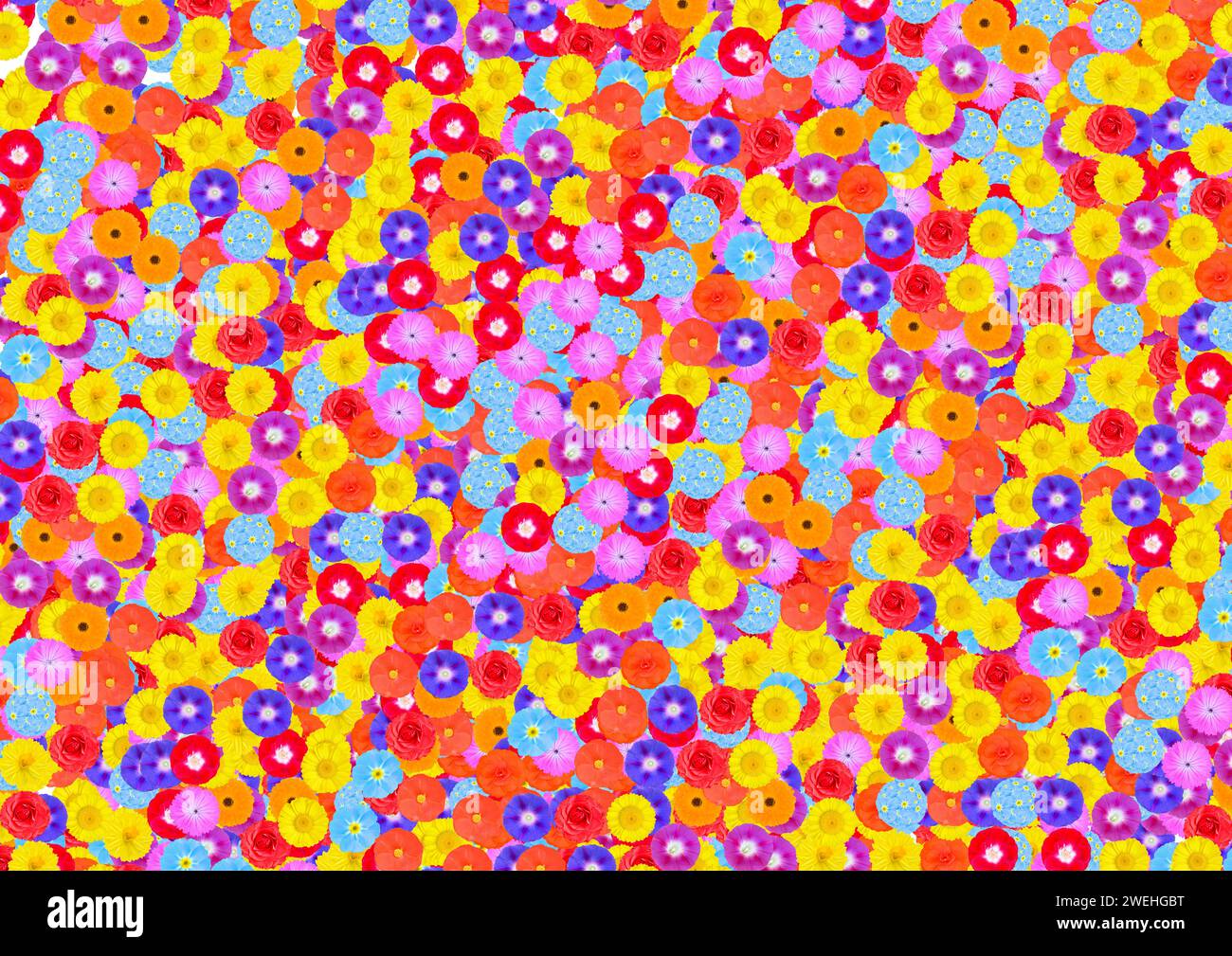 Sfondo di molti fiori colorati, giallo, rosso, arancione, azzurro, viola, rosa, viola Foto Stock