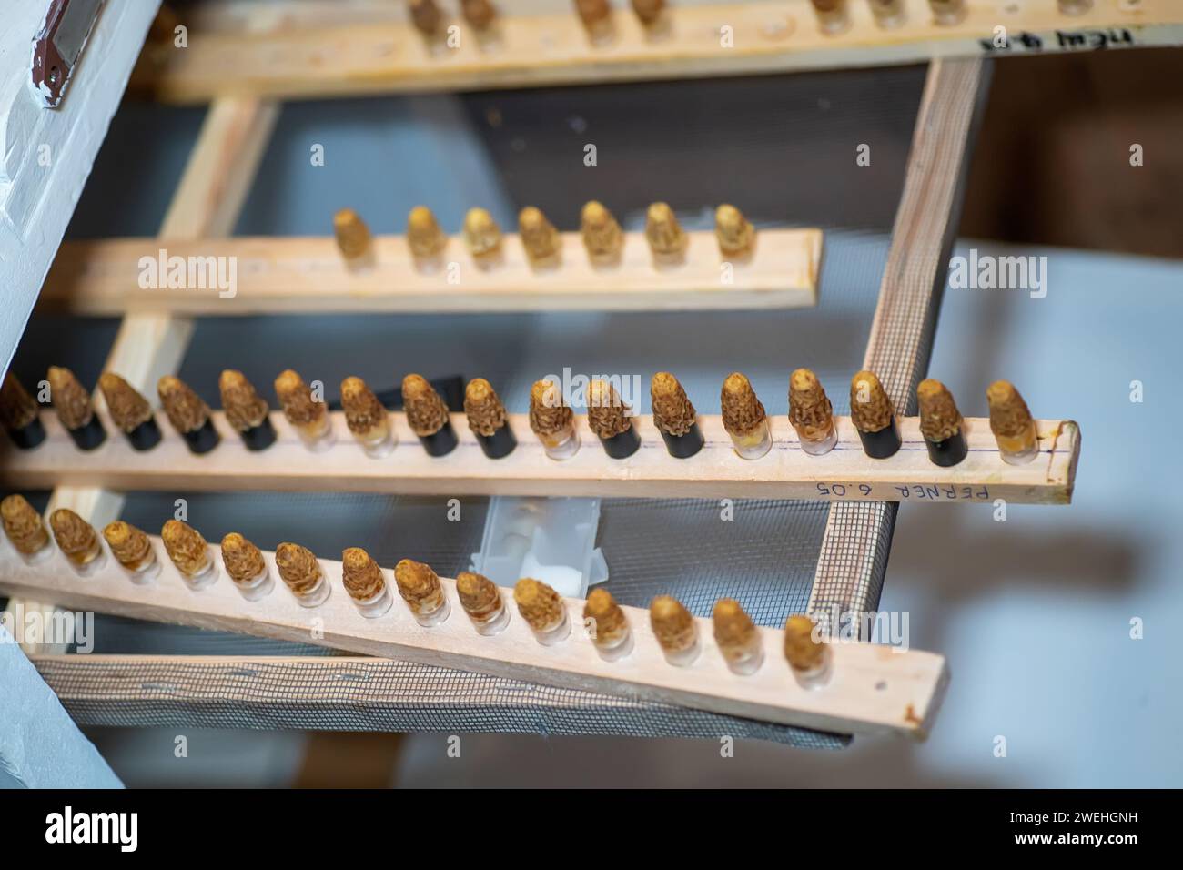 Cella queen con tappo posizionata in un incubatore per una buona incubazione a temperatura. la qualità delle regine di api mellifere è stata esaminata dopo un periodo di develo pre-immaginale Foto Stock