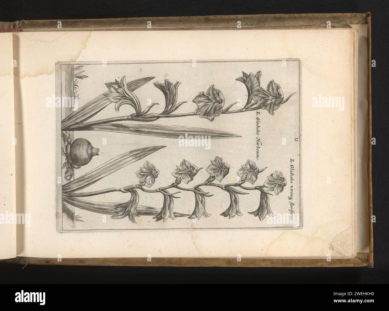 Gladiolus Illyricus e una seconda pianta del genere Gladiolus, Crispijn van de Passe (II), 1617 Print fa parte di un libro. fiori per incisione su carta Foto Stock