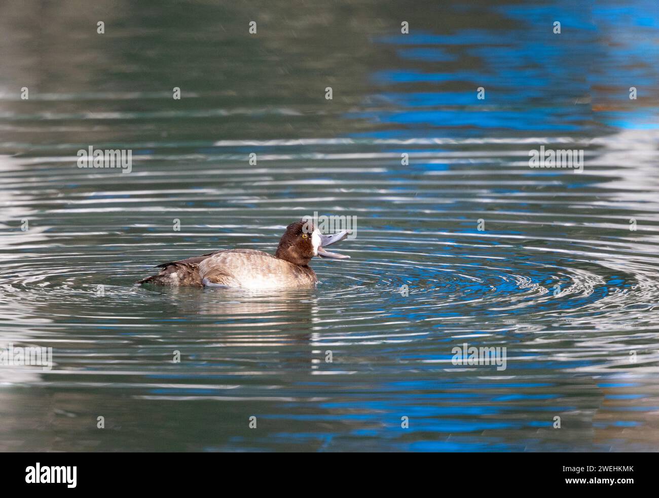 Apertura con becco femmina Greater Scaup Foto Stock