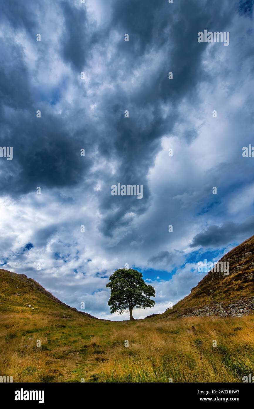 Sycamore Gap - iconico albero siriano vicino al Vallo di Adriano, Crag Lough, Northumberland National Park, Northumberland, Inghilterra, Regno Unito Foto Stock