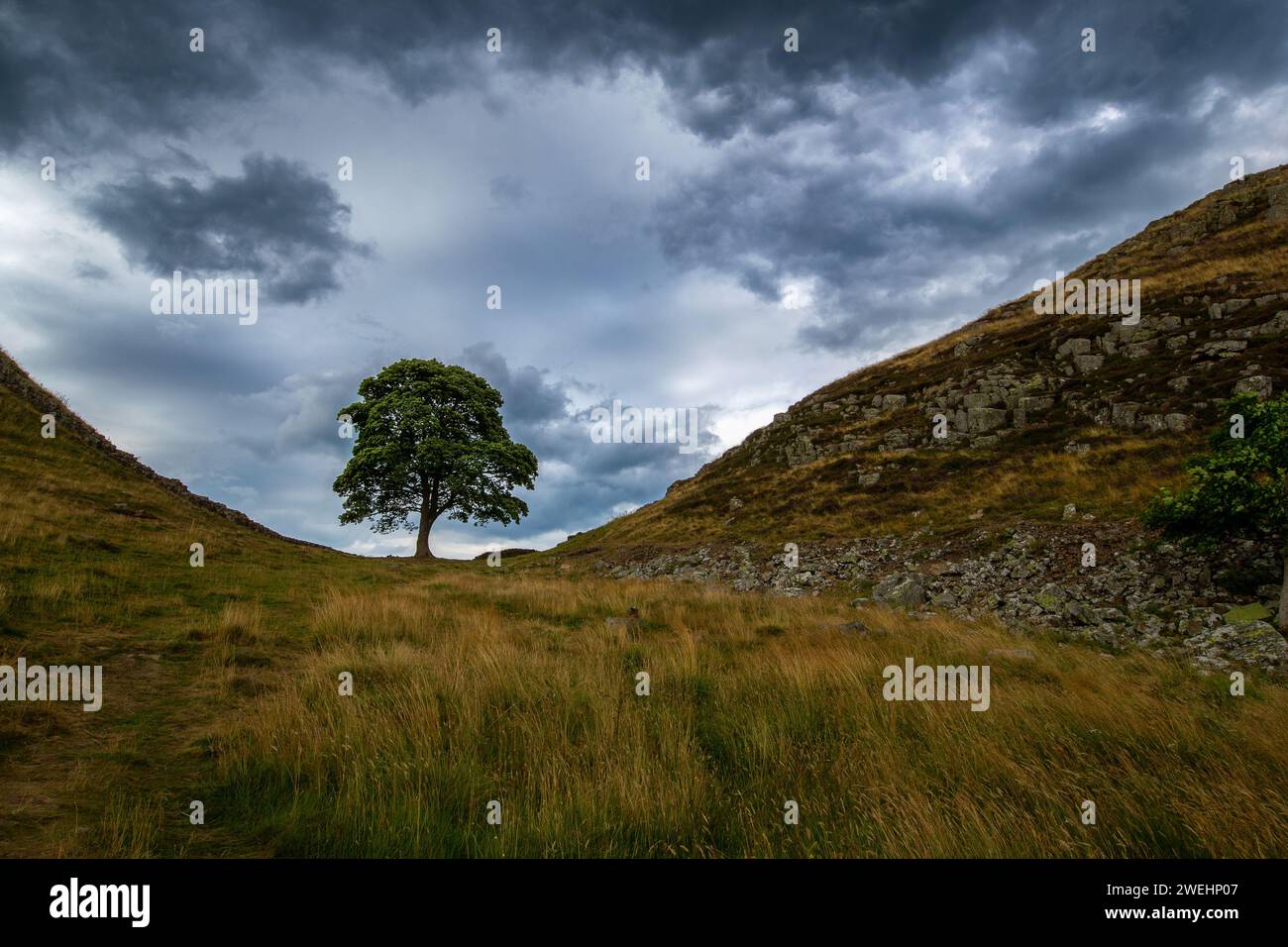 Sycamore Gap - iconico albero siriano vicino al Vallo di Adriano, Crag Lough, Northumberland National Park, Northumberland, Inghilterra, Regno Unito Foto Stock
