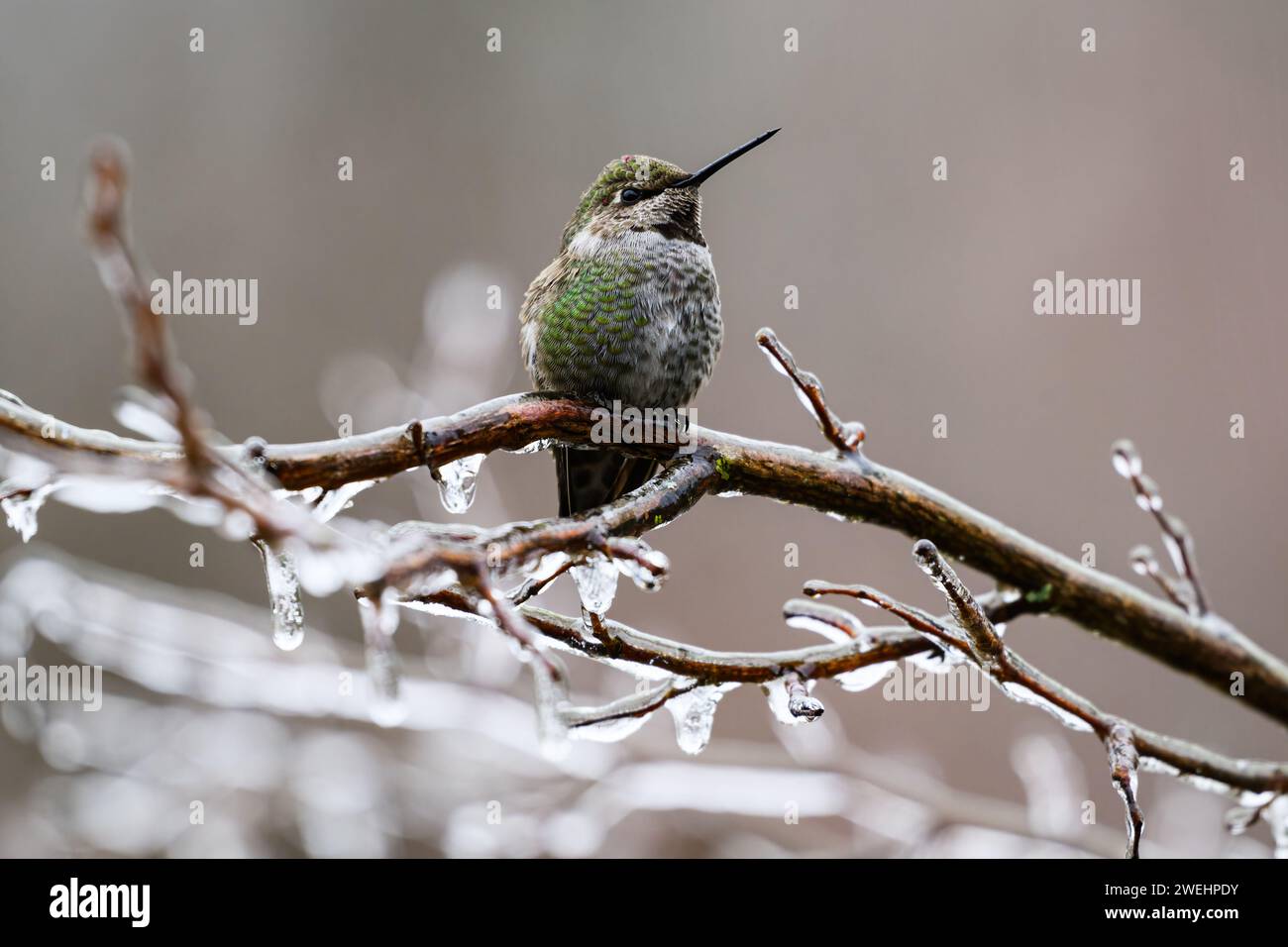 Colibrì selvaggi di annas su banch ricoperto di ghiaccio in inverno nella Snoqualmie Valley dello stato di Washington Foto Stock