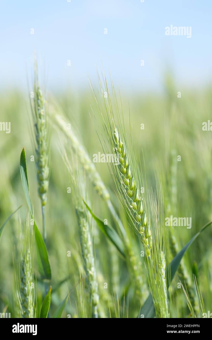 Spiga di grano con punta portante di grano che cresce al sole con cielo blu Foto Stock
