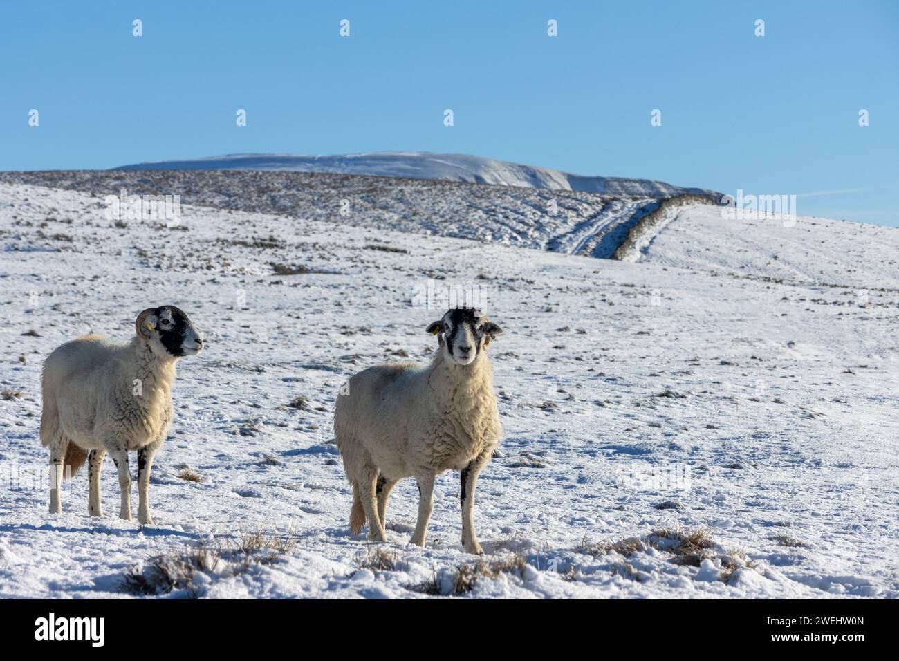 Pecore nello Yorkshire Dales National Park tra Ribblehead e Pen-y-ghent in una splendida giornata invernale con molta neve a terra e cielo limpido. Foto Stock