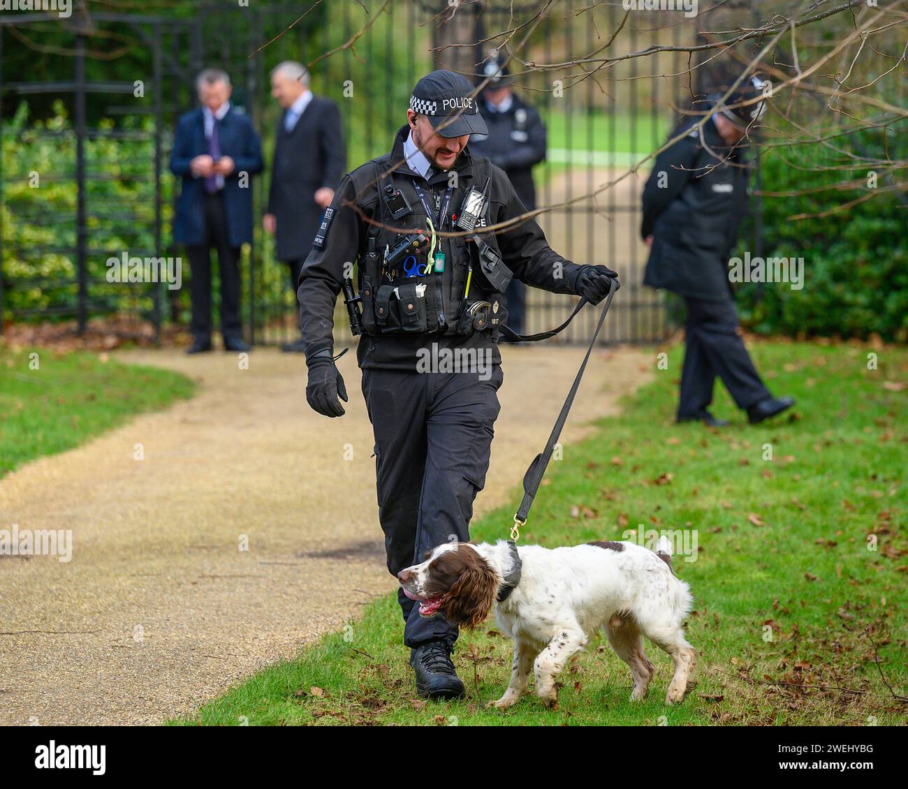 Ufficiali di polizia e cani effettuano controlli di sicurezza prima che i reali partecipino al servizio mattutino di Natale a St. Magdalene, Sandringham, Norfolk Foto Stock