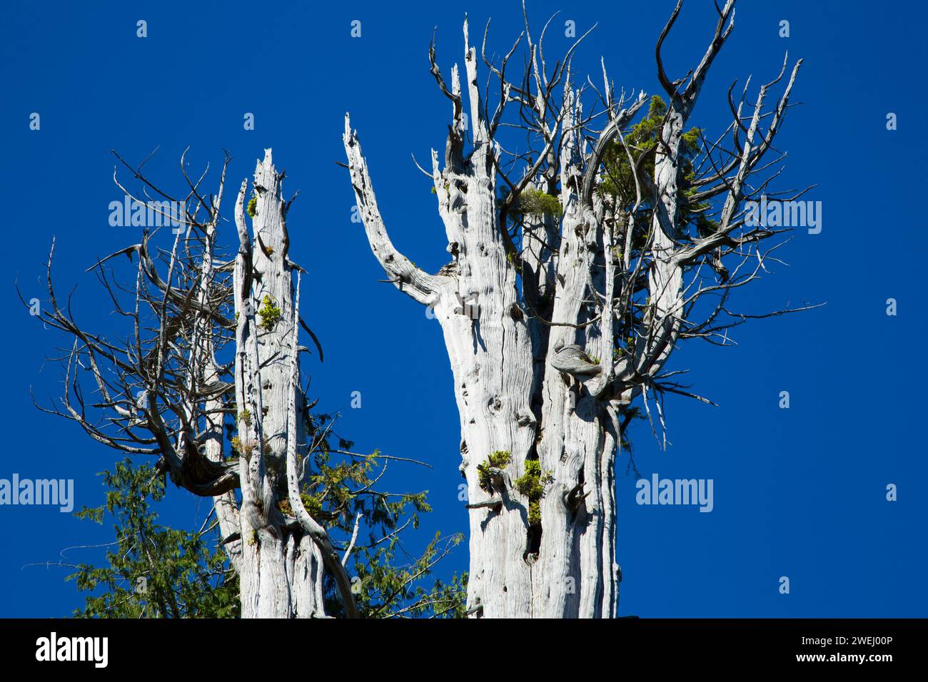 Duncan cedro (più grande del mondo di cedro rosso), Penisola Olimpica membro fiducia terre foreste, Washington Foto Stock