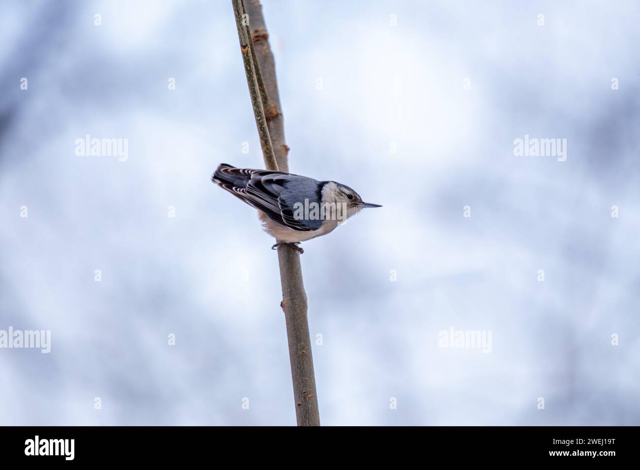 Affascinante Nuthatch dal petto bianco (Sitta carolinensis) che esplora i boschi del Ramble a Central Park, New York City. Un delizioso incontro con l'umorismo Foto Stock