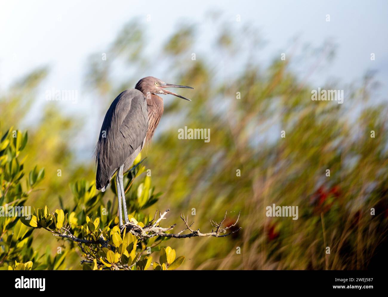 Rossiccio Egret Beak aperto Foto Stock