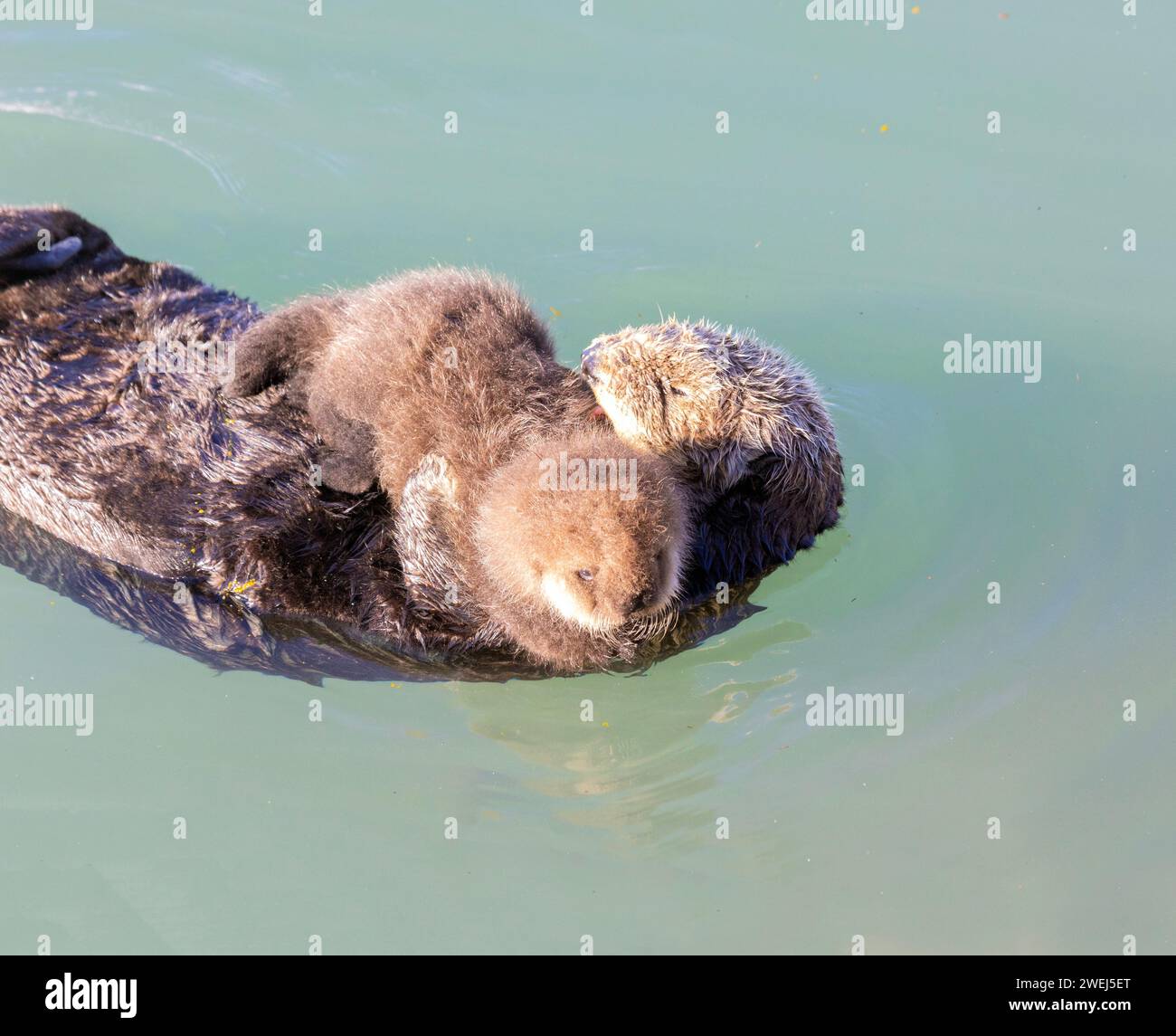 Sea Otter che tiene un cucciolo molto giovane Foto Stock