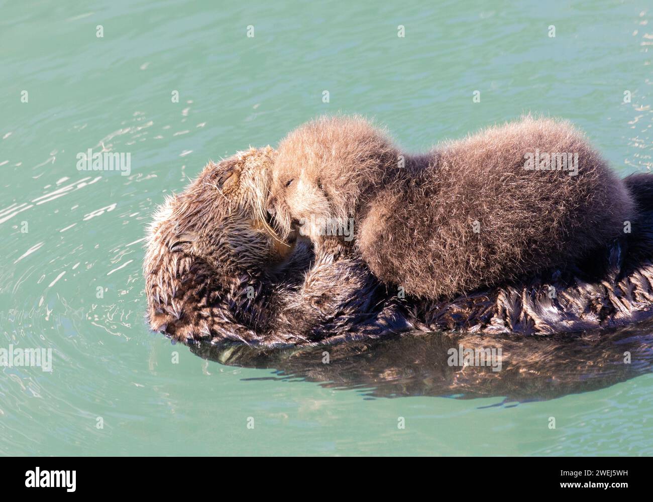 Sea Otter che tiene un cucciolo molto giovane Foto Stock