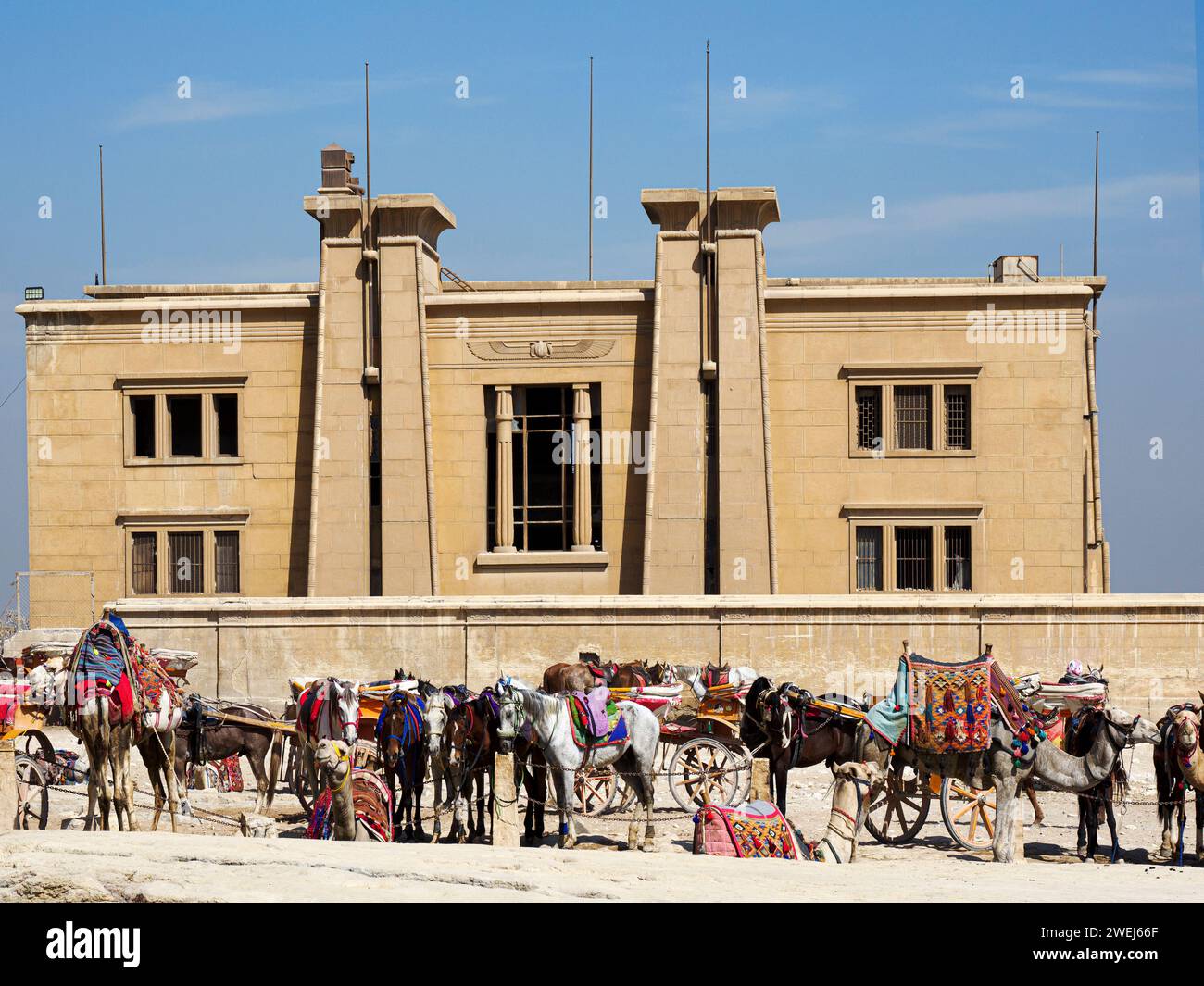 Animali che riposano vicino alla grande Piramide di Giza, la più antica delle sette meraviglie del mondo, il Cairo, Egitto. Foto Stock