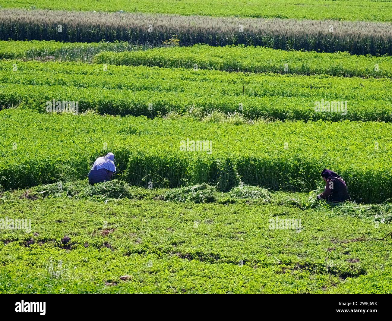 I lavoratori che raccolgono prodotti nei pressi della necropoli di Menfite, patrimonio dell'umanità dell'UNESCO, in Egitto. Foto Stock
