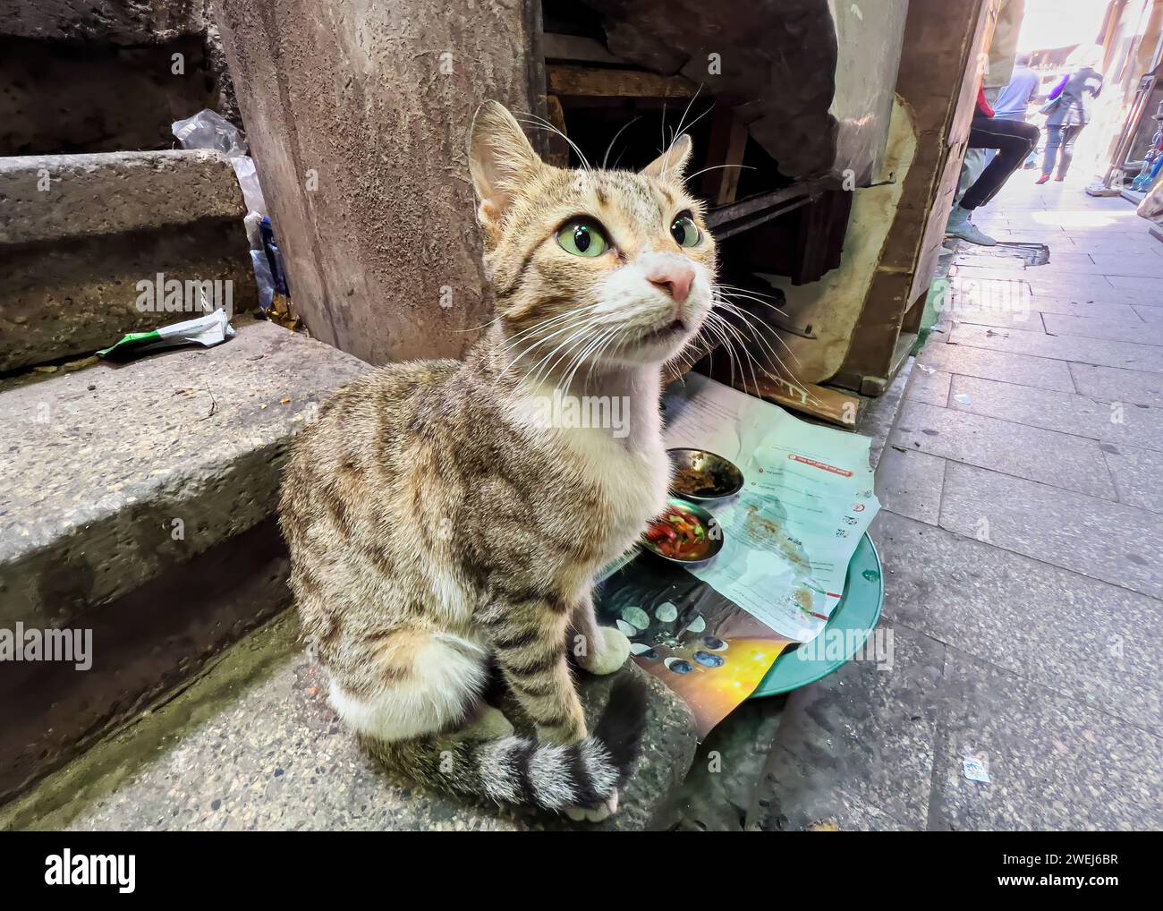 Gatto randagio al bazar Khan el Khalili, un labirinto di strade con migliaia di venditori ambulanti che vendono i loro prodotti, il Cairo, Egitto. Foto Stock