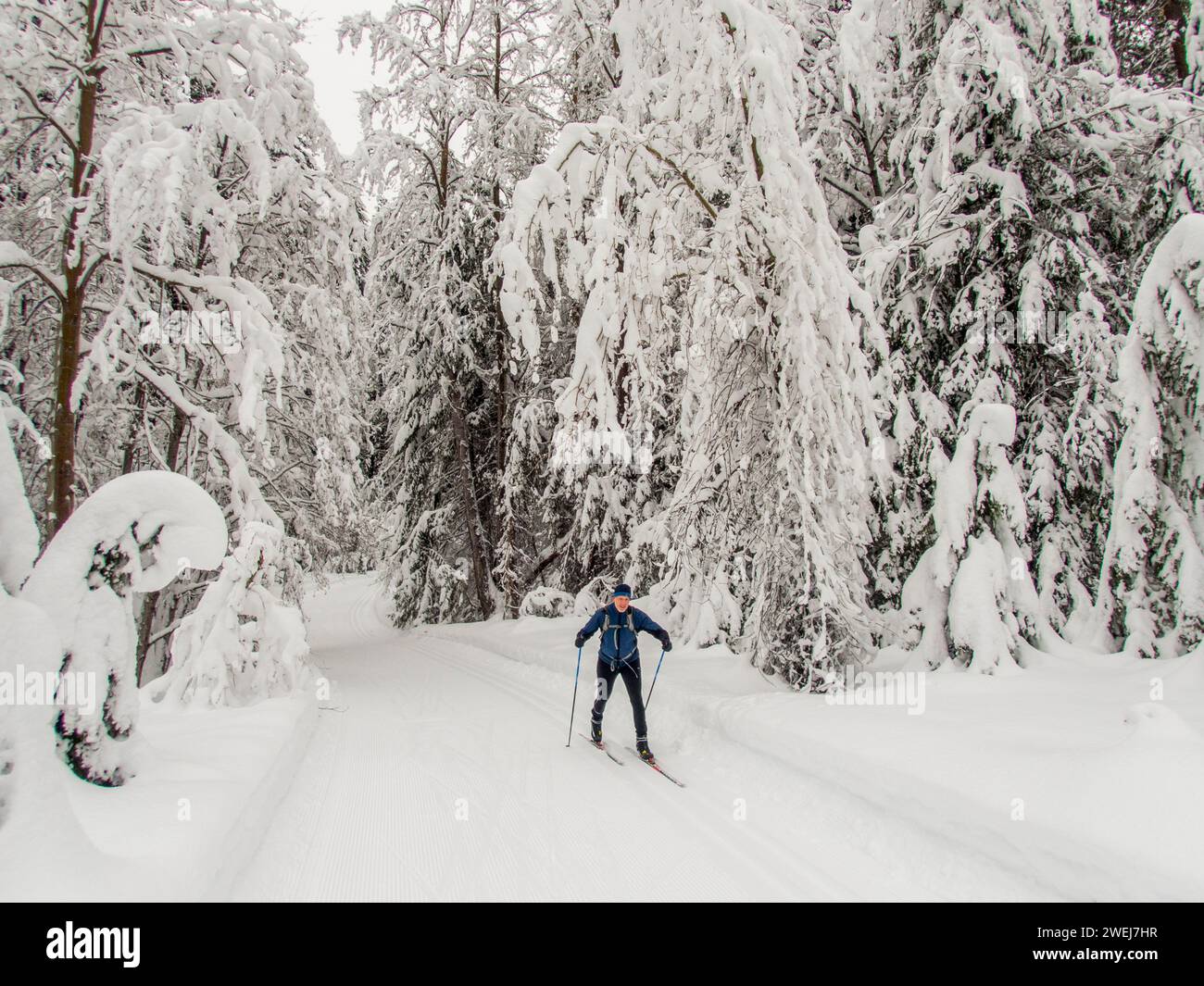 Una scena invernale con le persone che praticano lo sci di fondo attraverso la foresta innevata del Lake Wenatchee State Park nella parte orientale dello Stato di Washington, Stati Uniti. Foto Stock