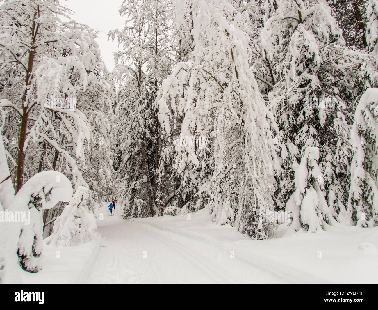Una scena invernale con le persone che praticano lo sci di fondo attraverso la foresta innevata del Lake Wenatchee State Park nella parte orientale dello Stato di Washington, Stati Uniti. Foto Stock