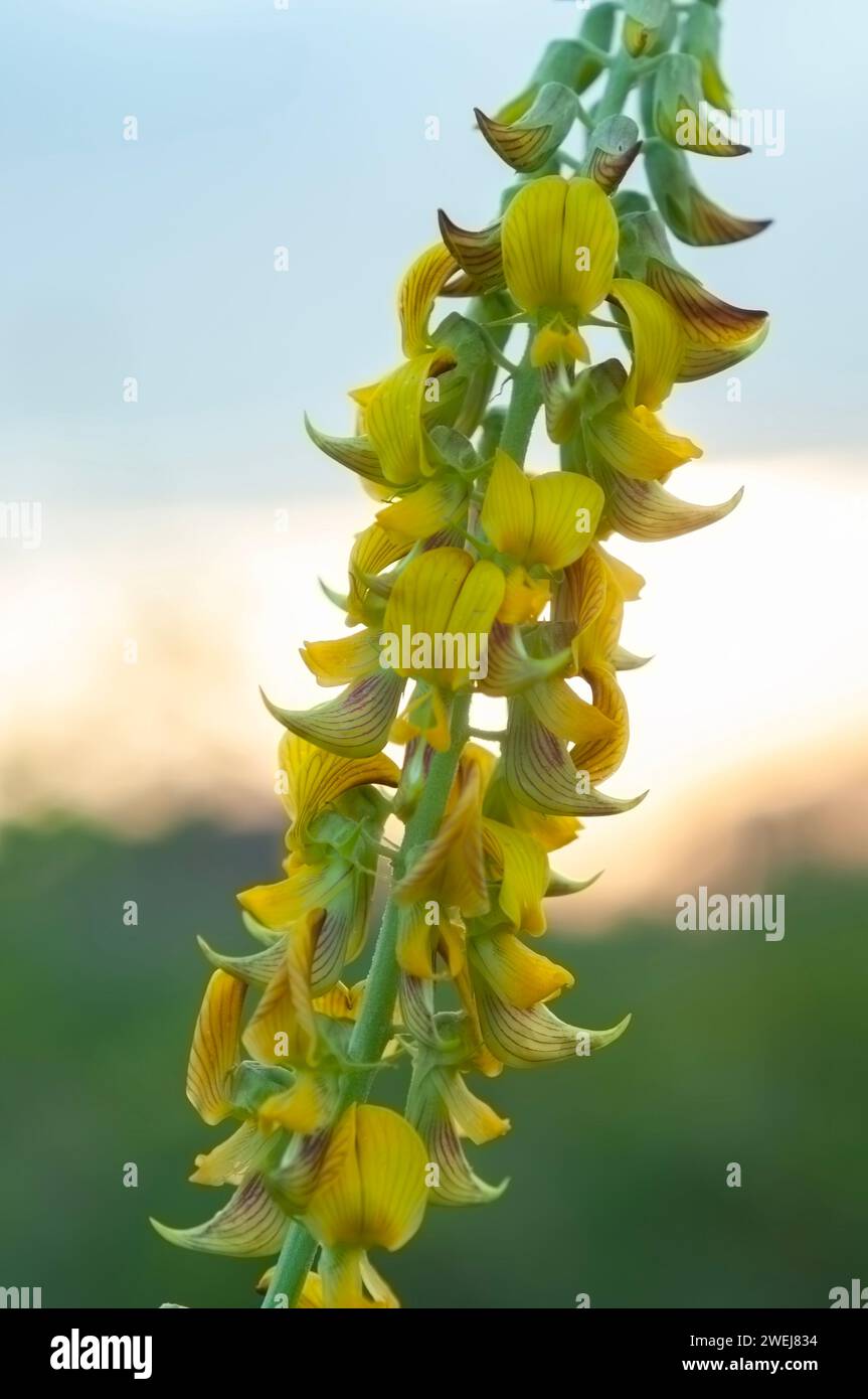 La foglia di fiori di crotalaria di Rattlepod cresce all'aperto nel parco selvaggio. Questa foglia è velenosa per il bestiame Foto Stock