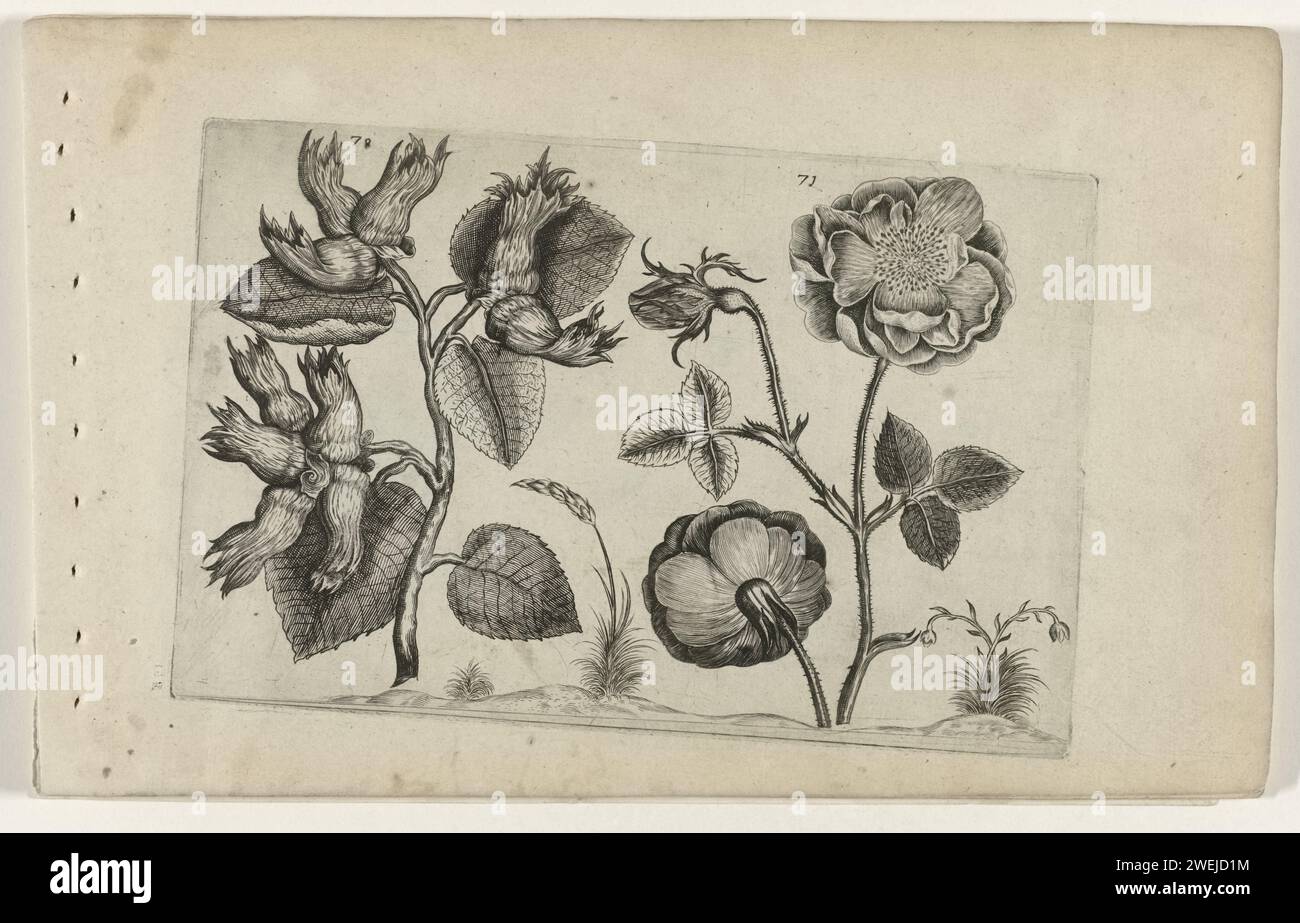 Hazel e Roos, Crispijn van de Passe (i) (attribuito a), dopo Crispijn van de Passe (i), 1600 - 1604 stampa Hazel (Corylus Avellana) e Roos, numerati 70 e 71. fiori per incisione di carta: rosa. frutta: nocciola. botanica Foto Stock
