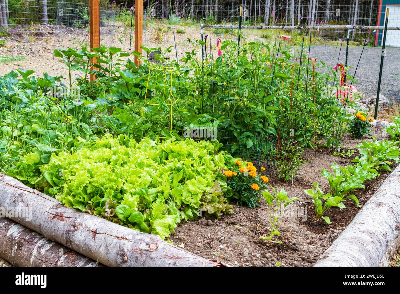 Un orto e un giardino di fiori recintati, tra cui lattuga, verdure, pomodori, barbabietole, erbe e calendule contribuiscono a garantire la sicurezza alimentare. Foto Stock
