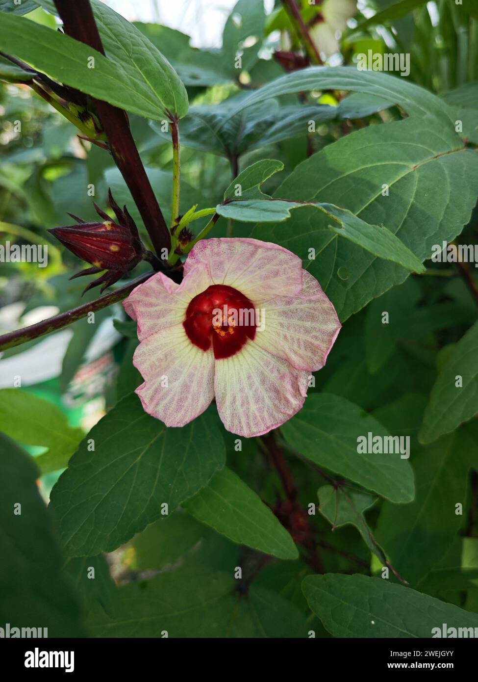 foto ravvicinata del fiore rosso di roselle. Foto Stock