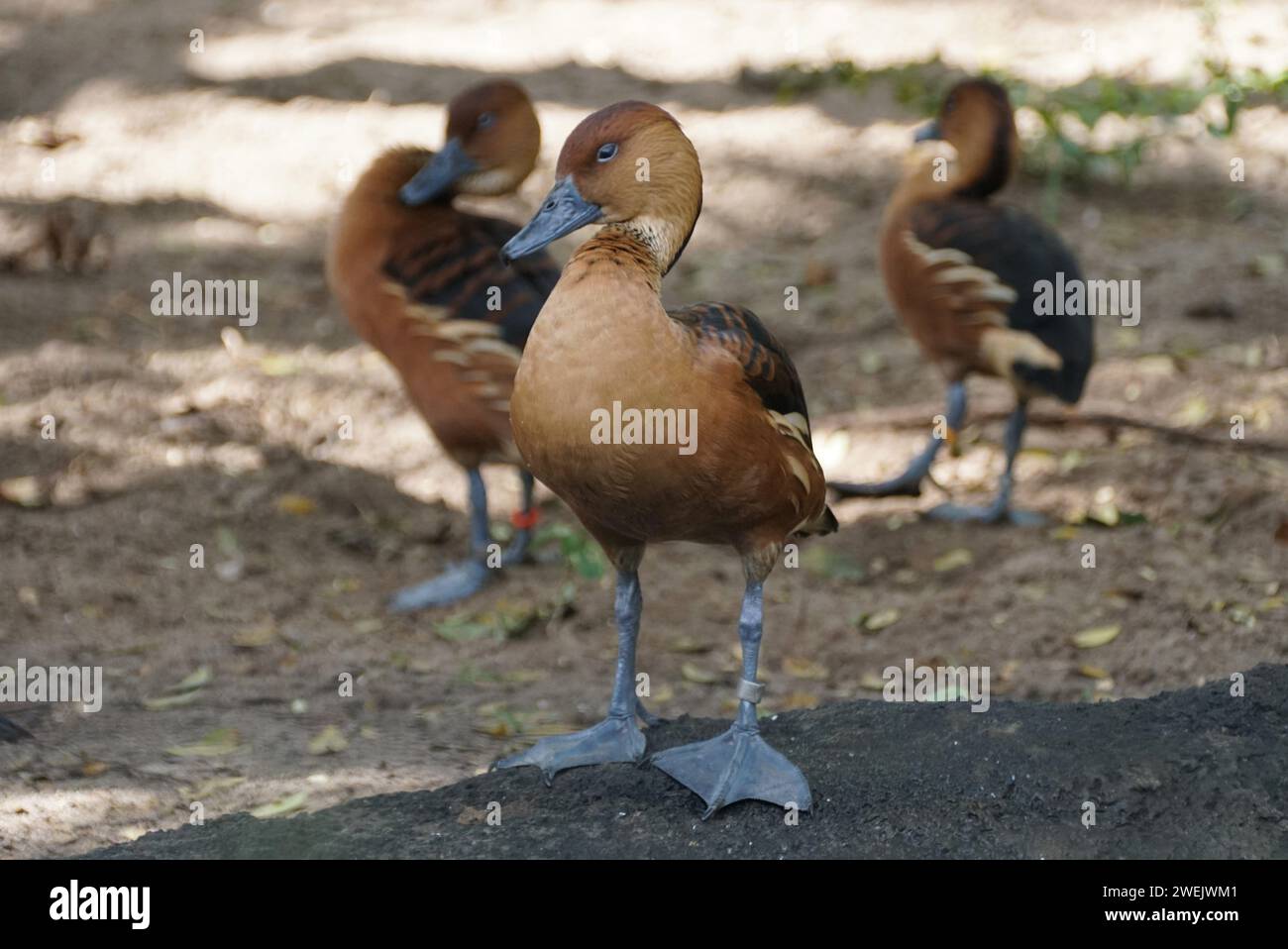Primo piano di una bellissima anatra fischiante Fulvous Foto Stock
