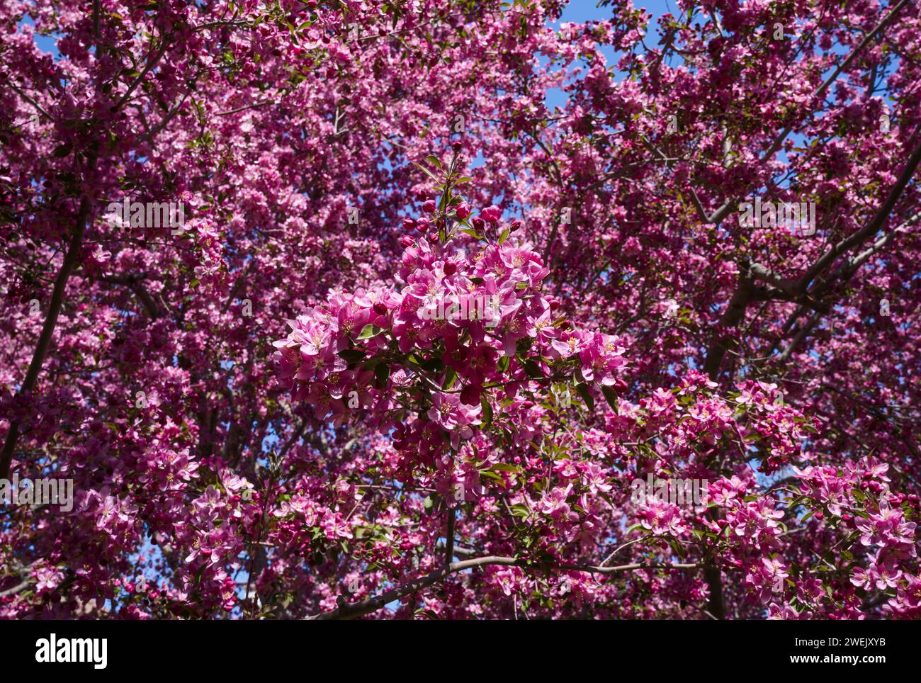 Un grande albero di crabapple con molti fiori rosa che fiorono in primavera. Foto Stock