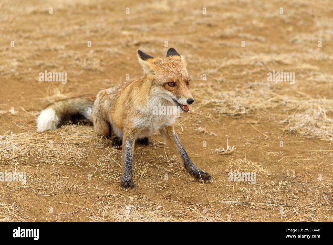 Una volpe rossa ghiacciata è seduta nella steppa. Foto Stock