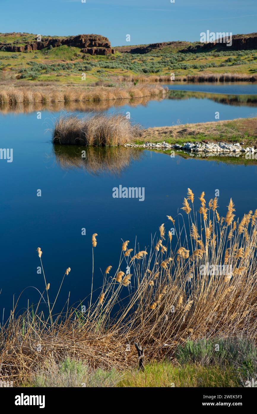Lago Gadwall, Columbia National Wildlife Refuge, Washington Foto Stock