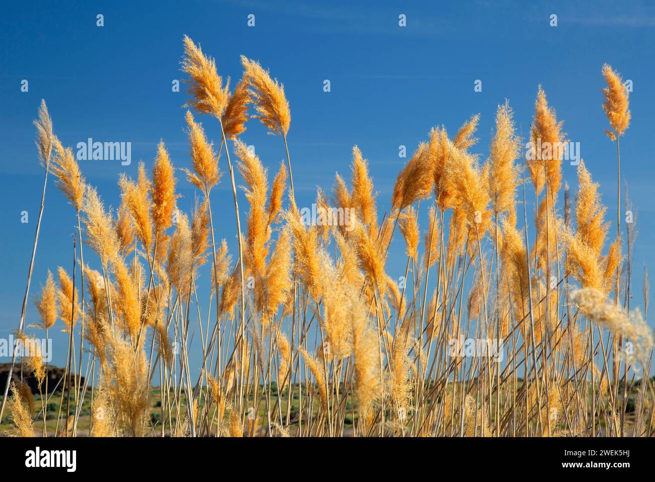 Phragmites, Columbia National Wildlife Refuge, Washington Foto Stock
